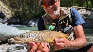 Brown Trout