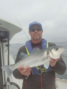European Bass (Seabass)