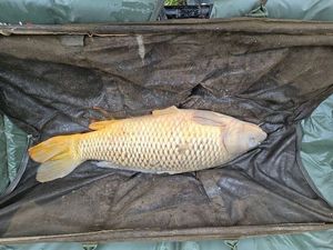Common Carp