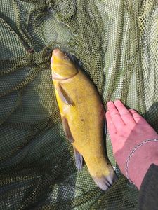 Tench
