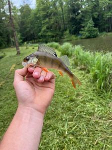 European Perch