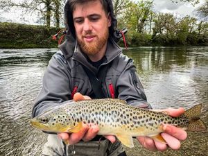 Brown Trout