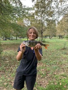 European Perch