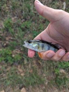 European Perch