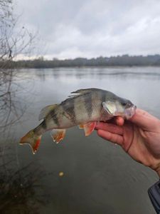 European Perch
