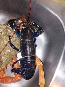 European Lobster