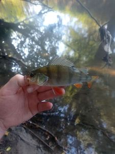 European Perch