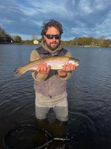 Rainbow Trout