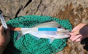 Gilthead Seabream