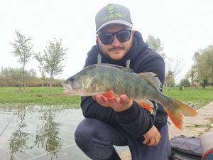 European Perch