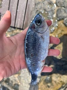 Annular Seabream