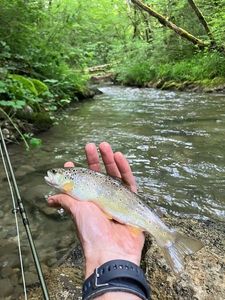 Brown Trout