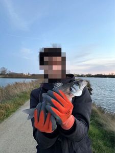 European Bass (Seabass)