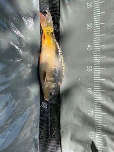 Mirror Carp