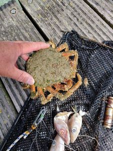 European Spider Crab