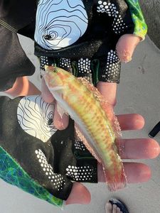 Cuckoo Wrasse