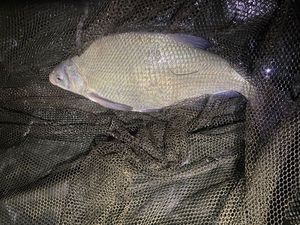 Common Bream