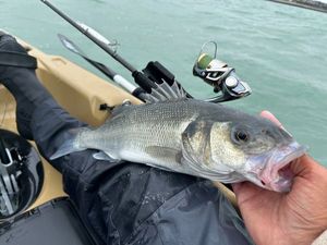 European Bass (Seabass)