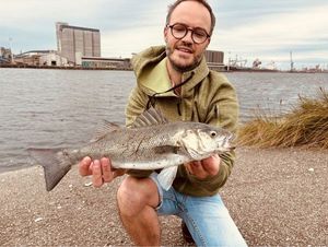 European Bass (Seabass)