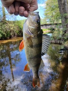 European Perch