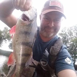 European Perch