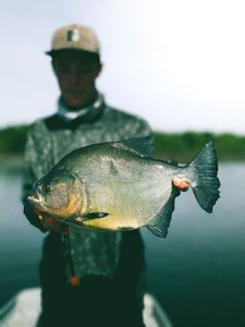 Black Piranha