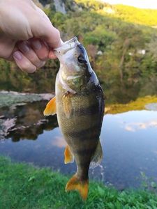 European Perch