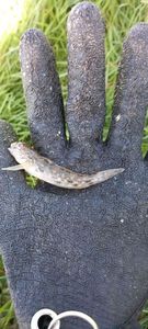 Round Goby