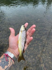 Brown Trout