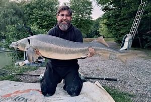Sturgeon