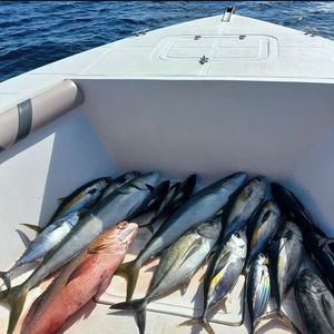 Yellowfin Tuna