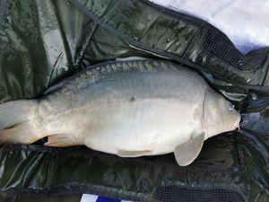 Mirror Carp