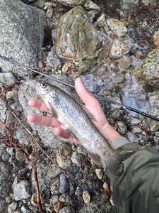 Brown Trout