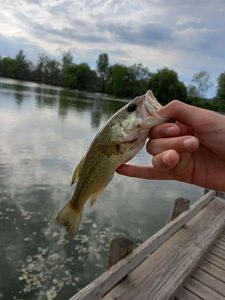 Largemouth Bass