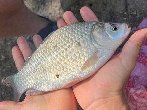 Common Bream