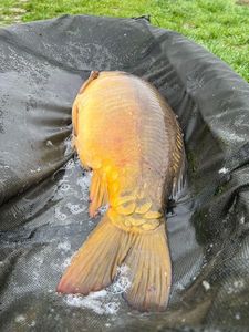 Mirror Carp