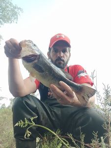 Largemouth Bass