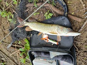 Northern Pike