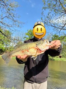 Smallmouth Bass