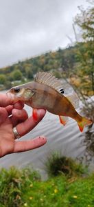 European Perch