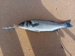 European Bass (Seabass)