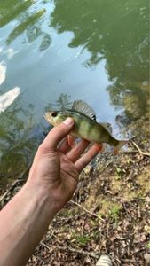 European Perch