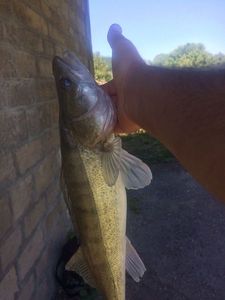 Zander