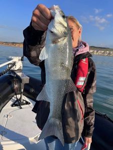 European Bass (Seabass)
