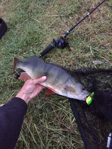 European Perch