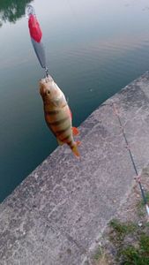 European Perch