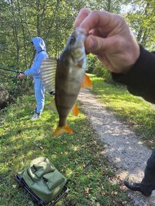 European Perch