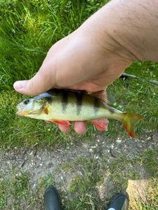European Perch