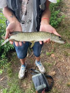 Northern Pike