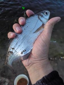 Ballerus sapa